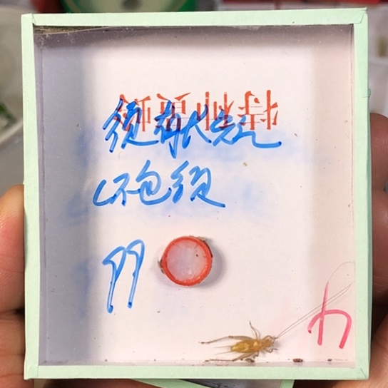 阿***杰蟋蟀3333333333333333