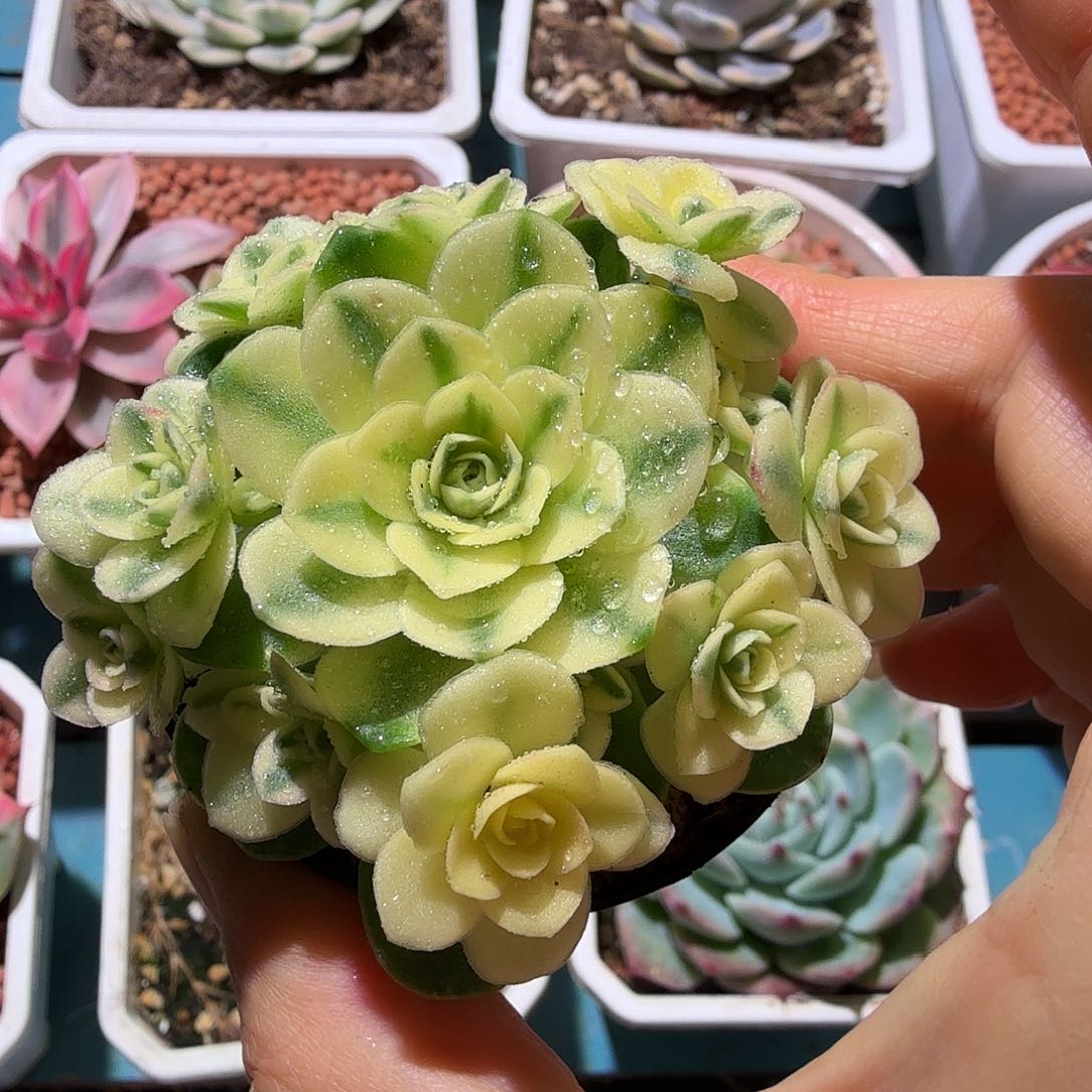 猫眼玫瑰锦，多肉植物