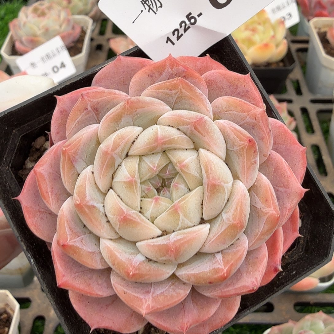 1225-05多肉一物一拍