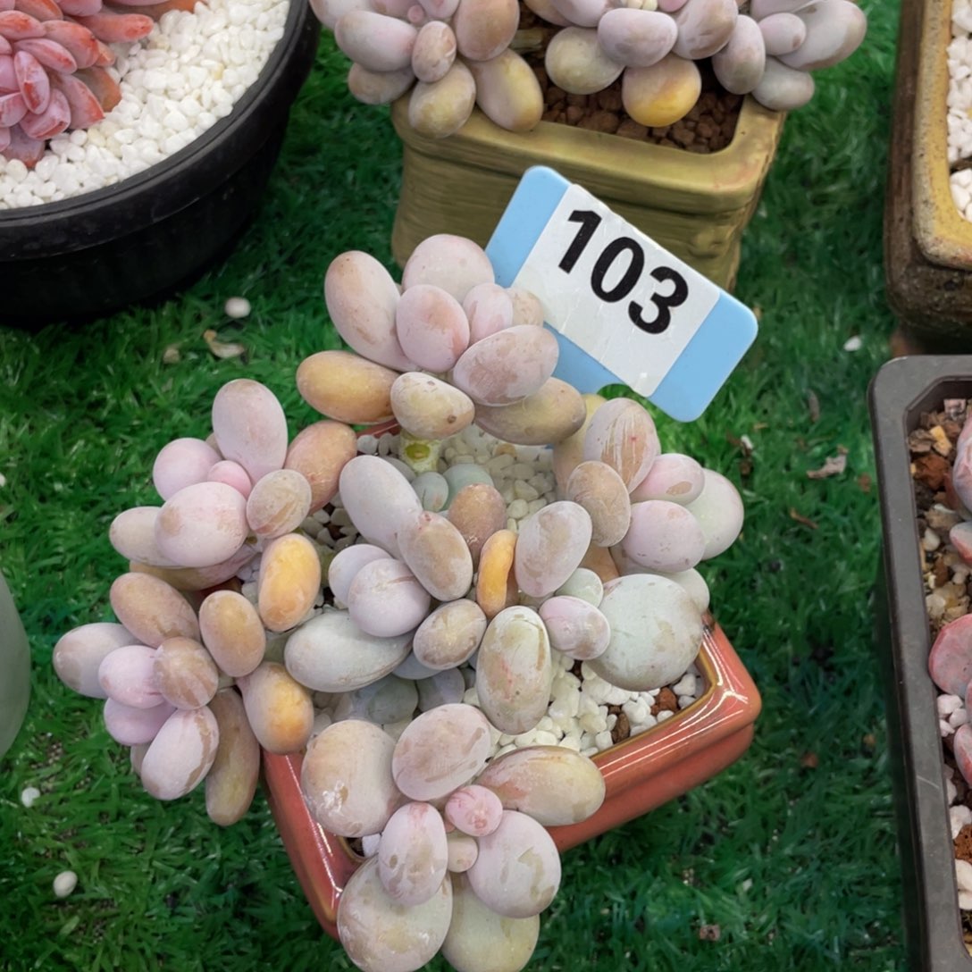 ぞ***️多肉植物盆栽多肉