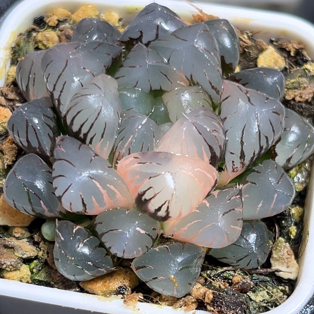 曾***往恭喜发财大吉大利599