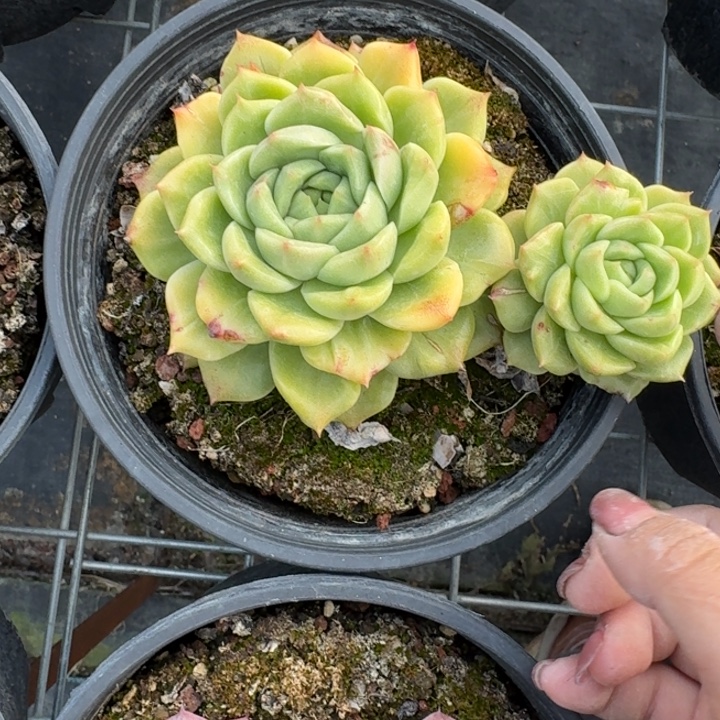 石化拉丝多肉植物绿植