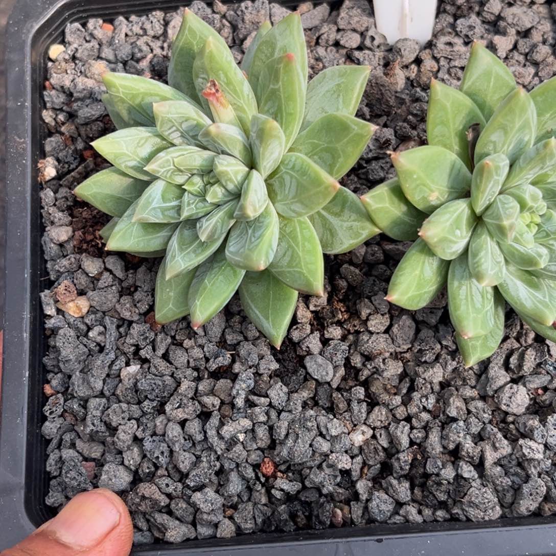 鲤***）烛龙葵多肉植物11