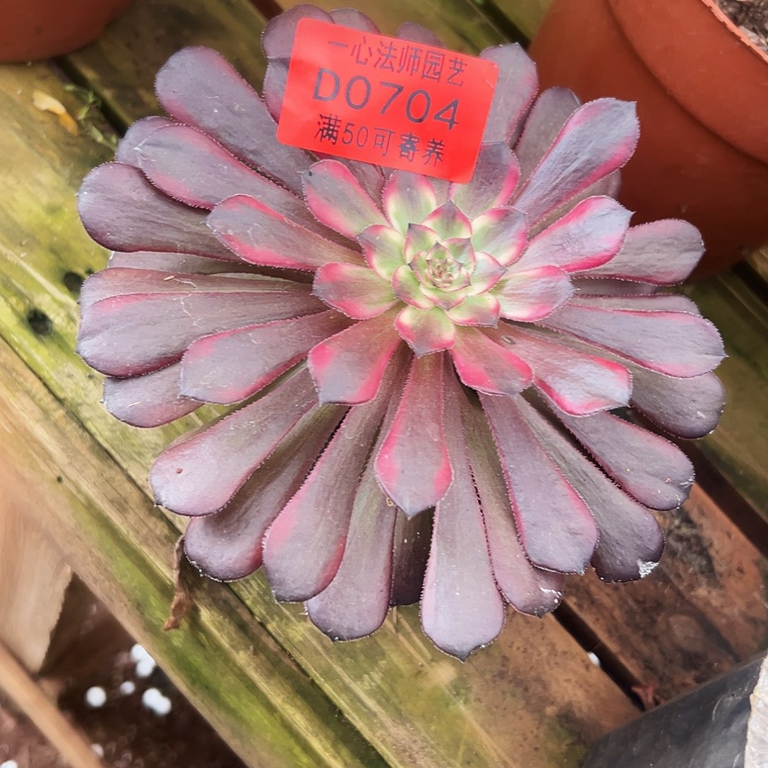 0704多肉植物、多肉植物