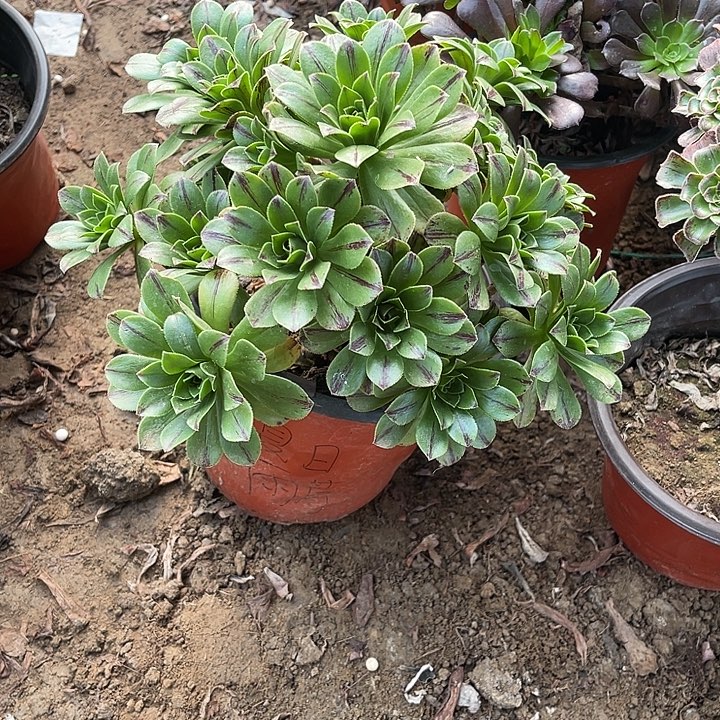 碧虎玫瑰玫瑰玫瑰