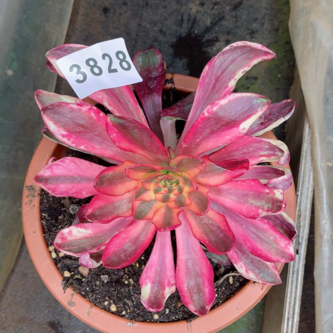 红魔女多肉发货发货