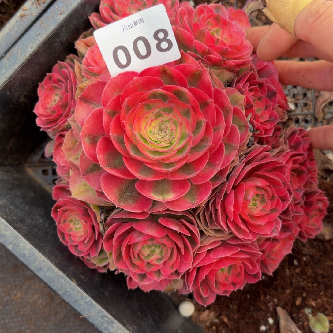 008多肉植物倾城