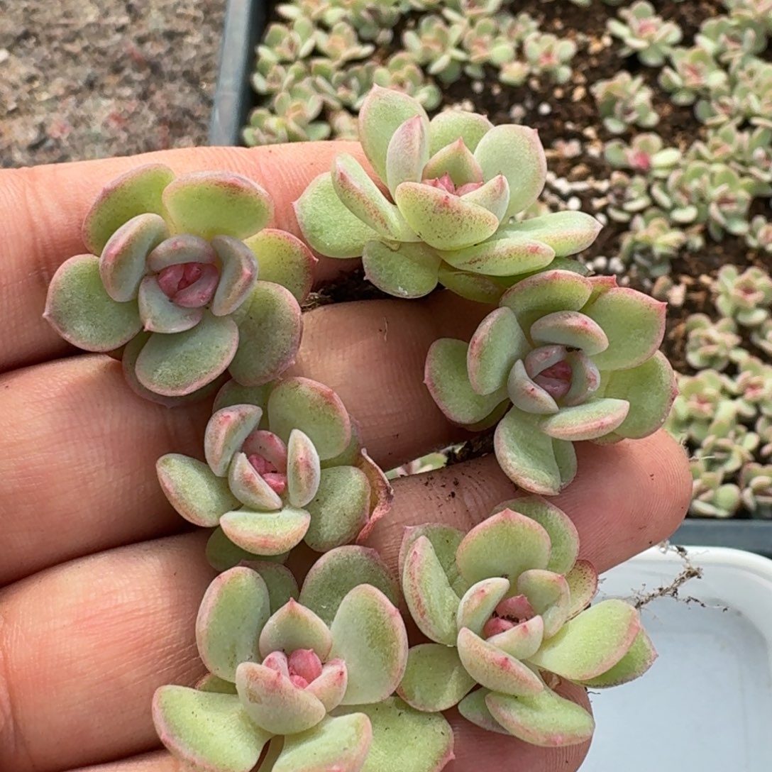 如图琴心叶插苗6棵不售后