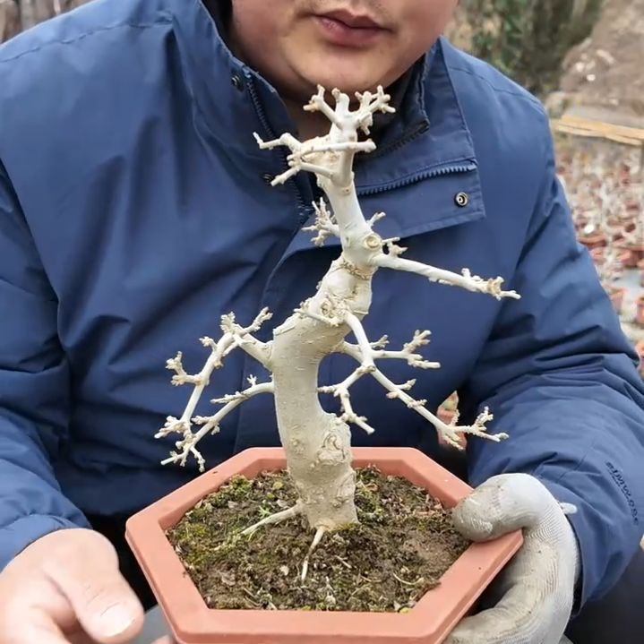 无花朵高度23粗3白蜡