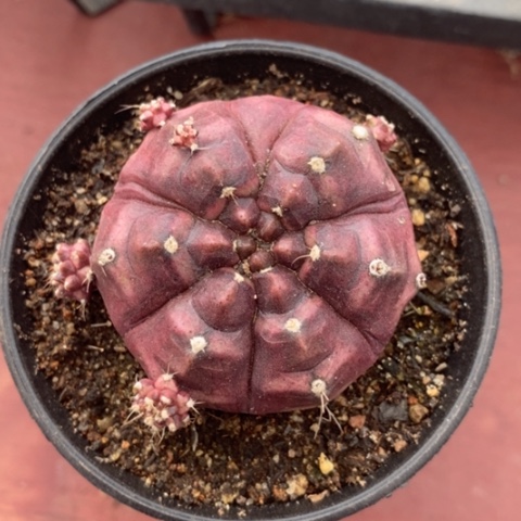 大梦想单5仙人球