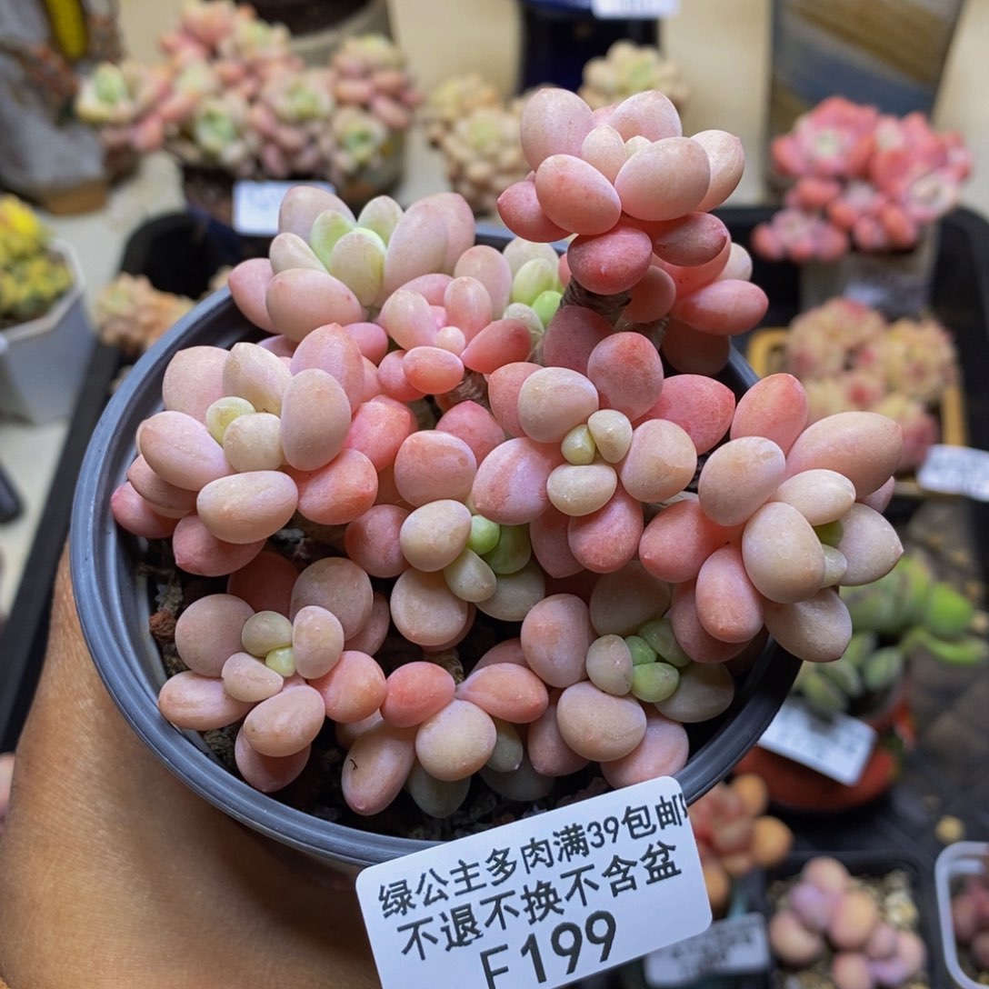 199鱼子酱多肉9c m