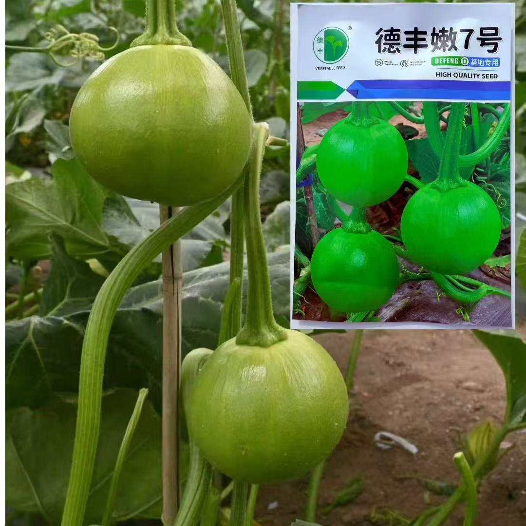圆西葫芦种子西葫芦种子无蔓嫩南瓜种籽早熟高产抗热四季易种蔬菜