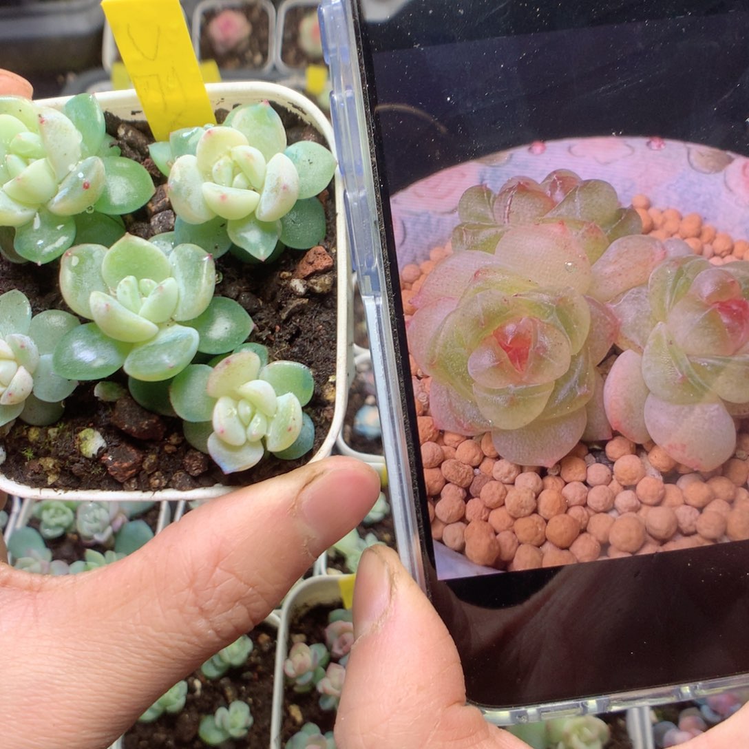 u刚毅5颗yyyyyyyyyy