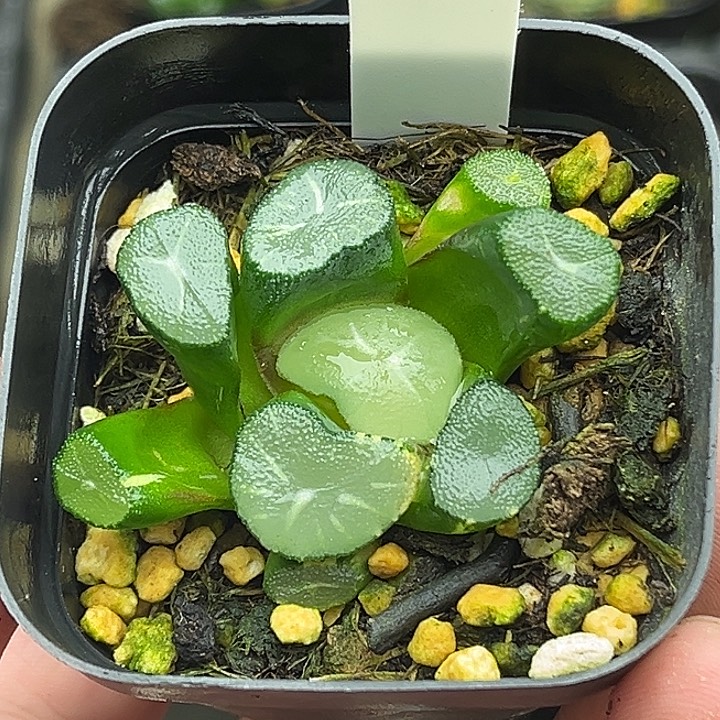 25玉龙万象锦头家多肉十二卷