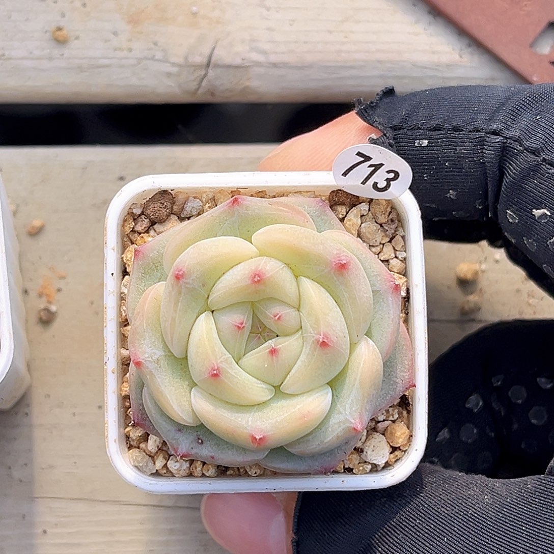 713  极光珍妮多肉