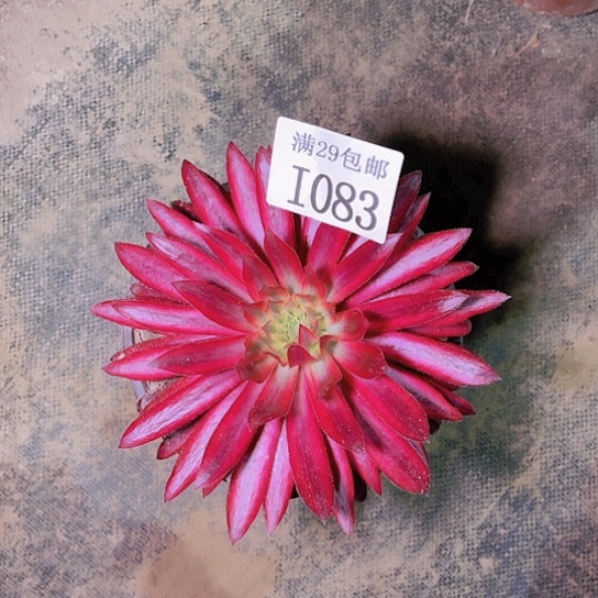 1083朱雀多肉植物