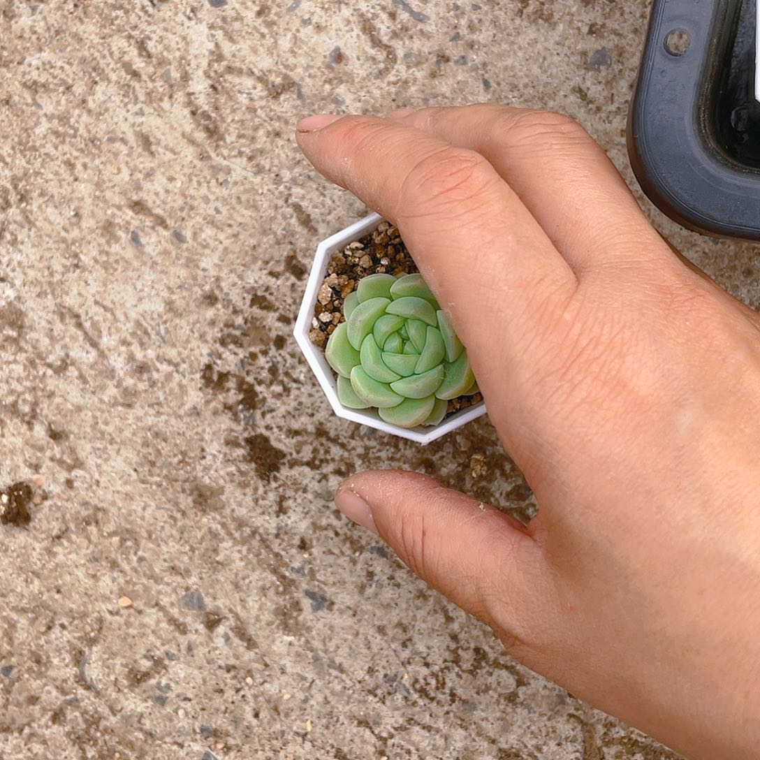 等*停单头表妹中苗一个满25包邮