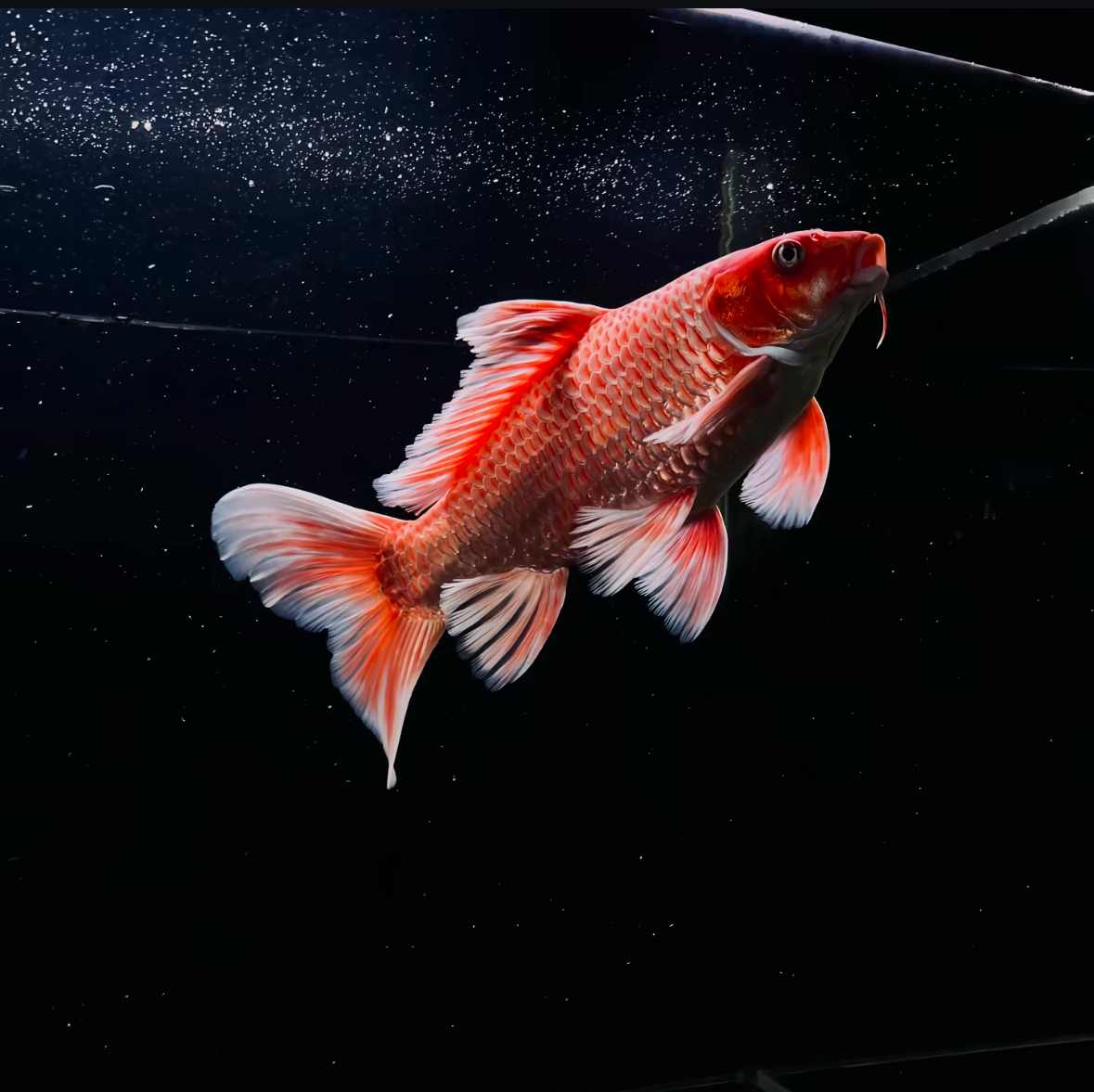 蝴蝶鲤大尺寸精品普身蝴蝶鲤，直播间有增艳灯效果，收货录开箱视频