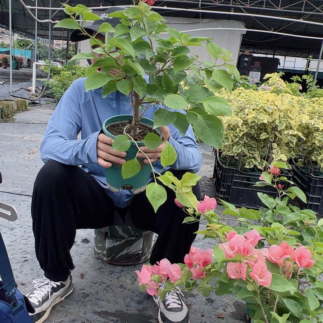 完全开放不甜西瓜中一颗