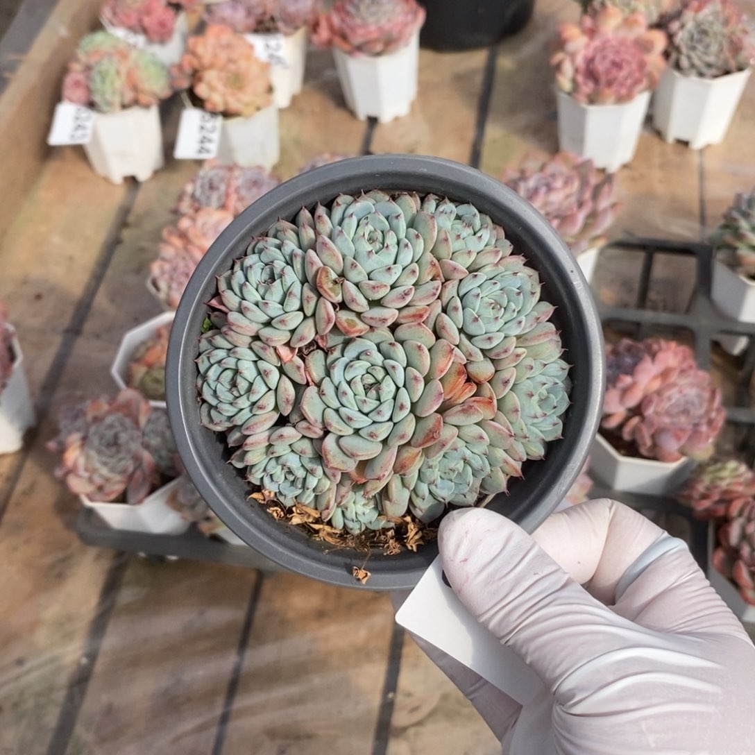 5250雪爪手捧一物一拍