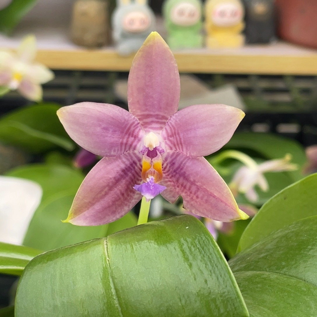 完全开放3667开花株