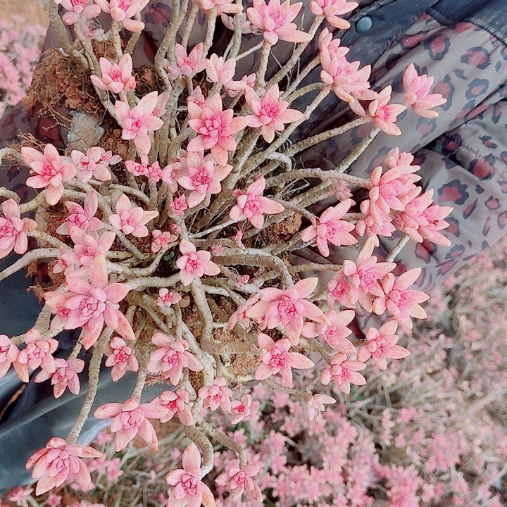 佑***阳佑安顺阳的秋丽含运费