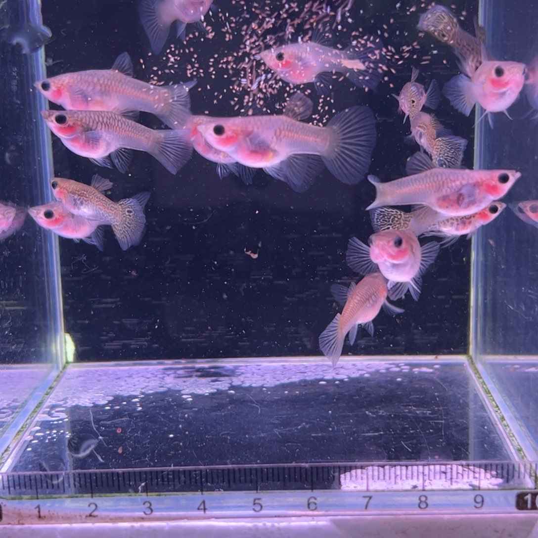 孔雀鱼野生蕾丝16条所见即所得