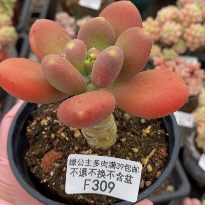 金蝉单头309多肉植物