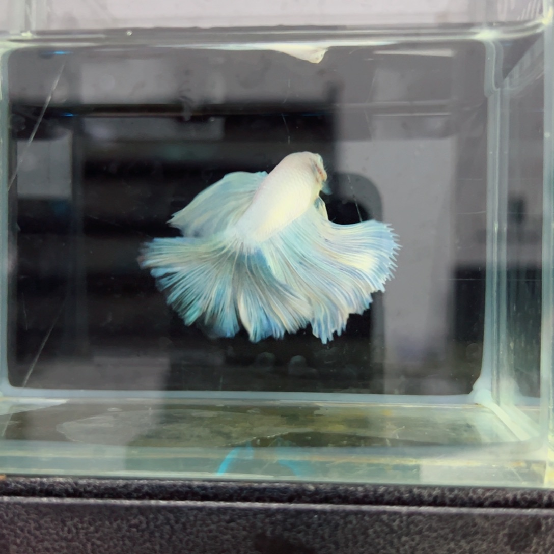 斗鱼浅色特殊尾hhhh