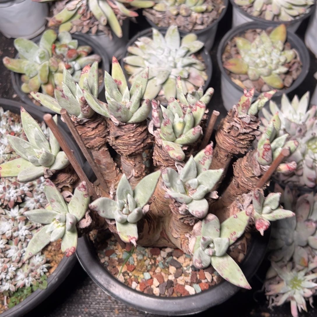 708法姆哈哈哈哈哈哈哈哈