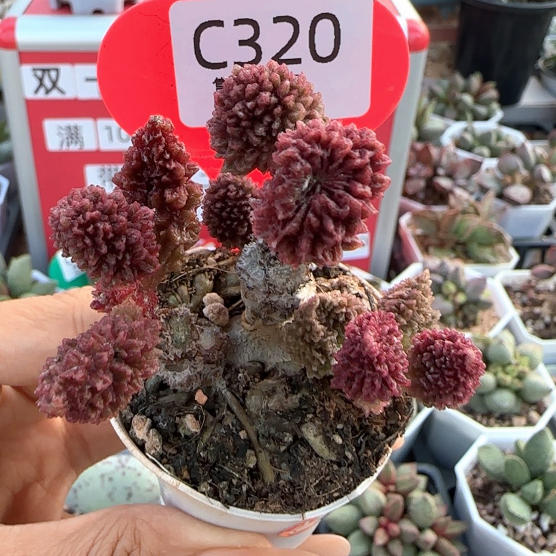 只***心福利。      320。     
