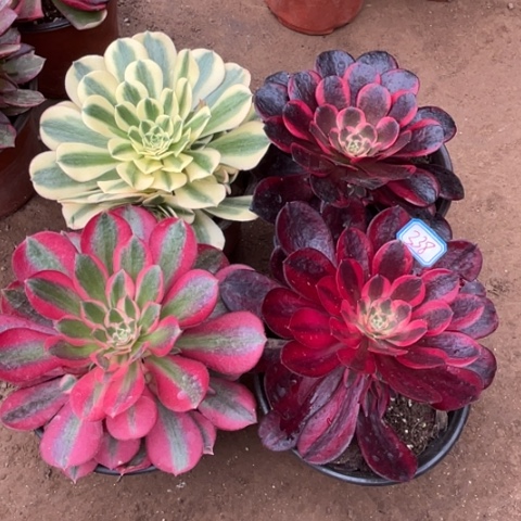 338多肉植物组合