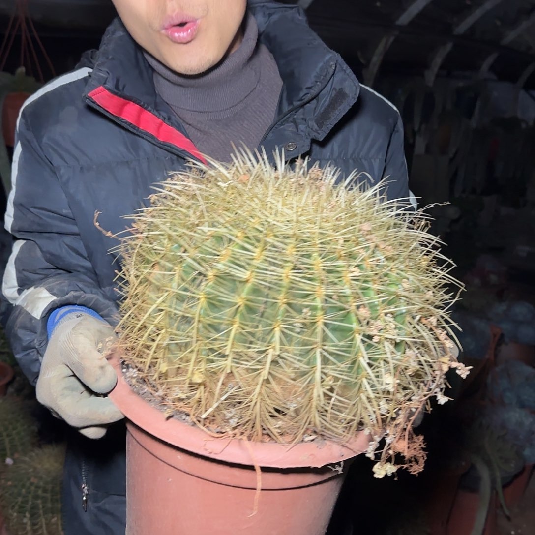 盆栽大金虎多肉多肉