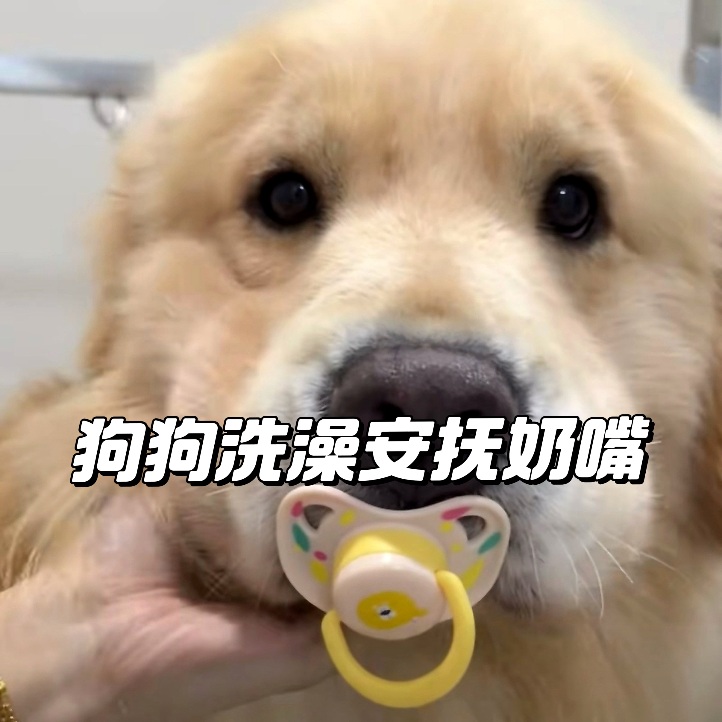 【狗狗专用】新款安抚奶嘴金毛洗澡玩具小狗奶狗磨牙幼崽耐咬用品