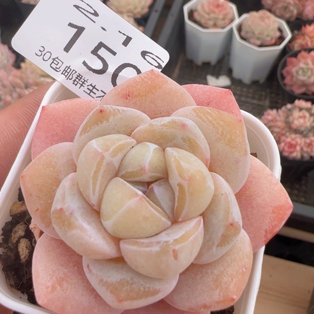 雪瓷单头一颗脱土发货