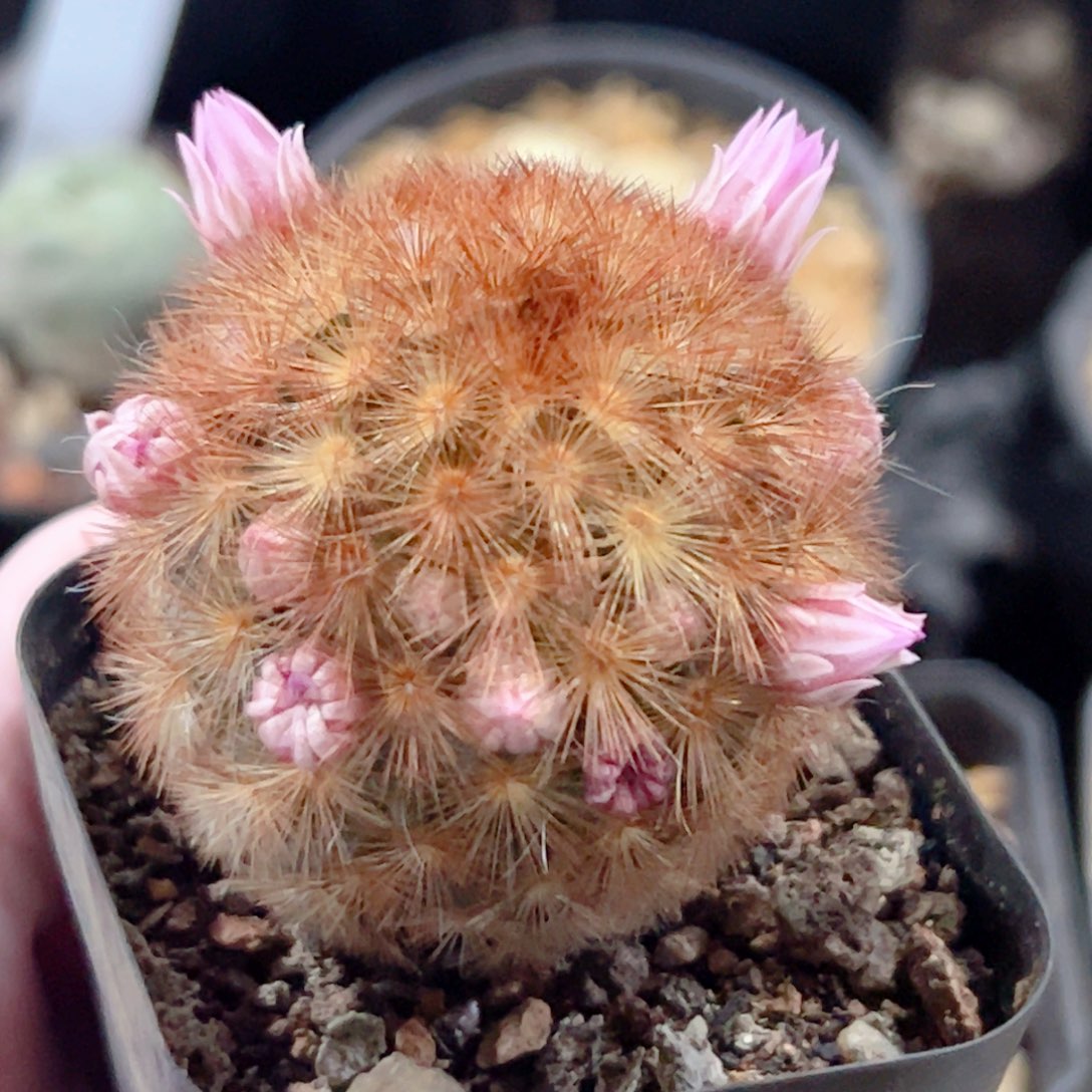 红刺嘉纹丸实生仙人球