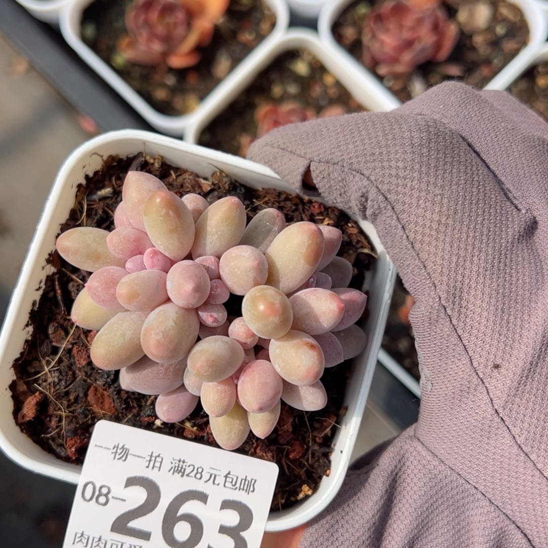 汤圆多肉多肉多肉多