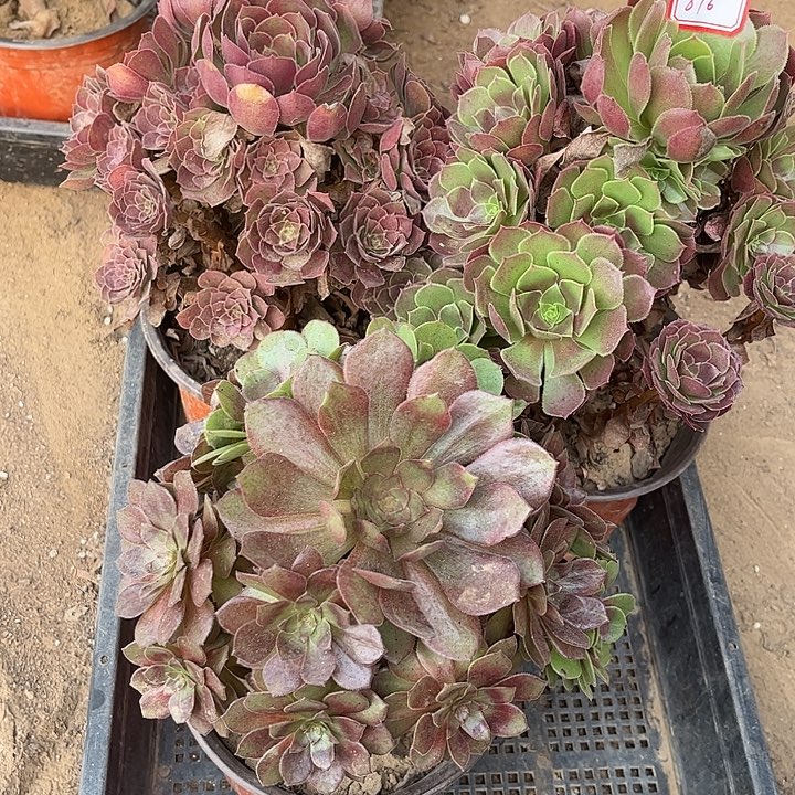 876多肉植物组合，