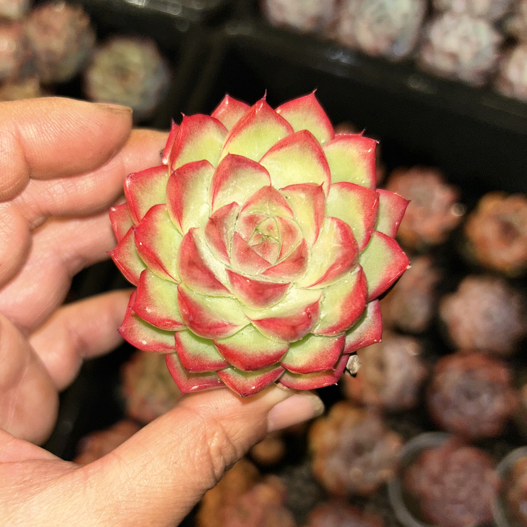 女王多肉植物    全场满16.8包邮，实物以直播展示为准