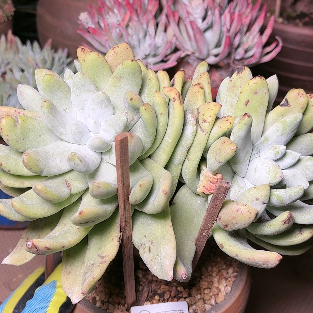 9660拇指仙女杯多肉