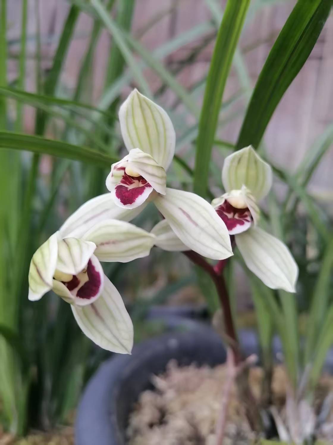 云南精品（香花莲瓣兰）直播一物一拍原生苗。