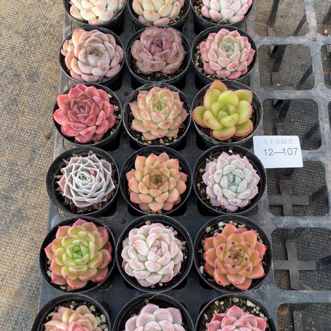 一物一拍18棵12-107