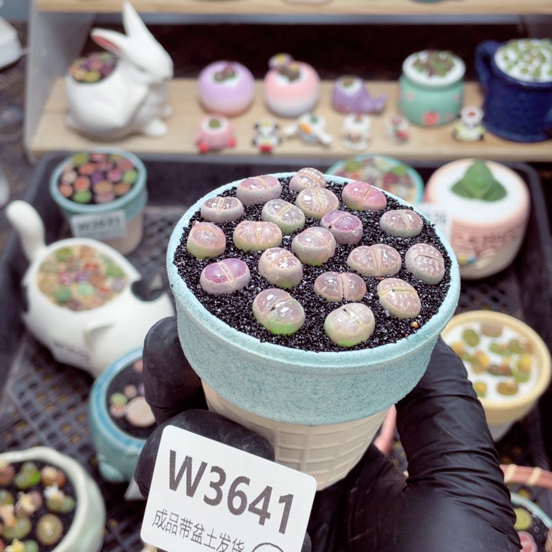 夜间零下地区拍保温箱w3641