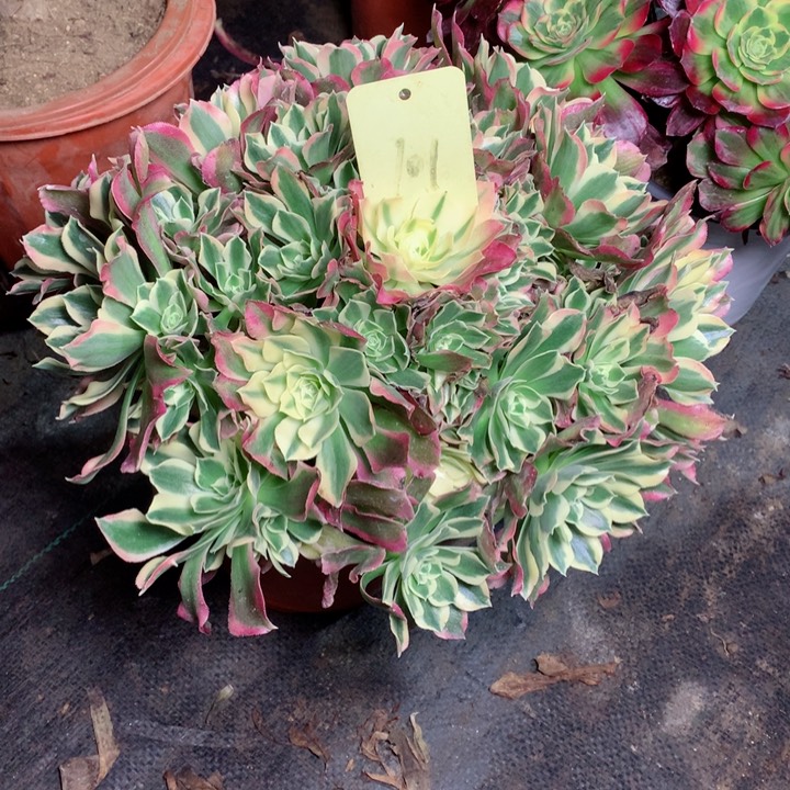 101白凤多肉111111