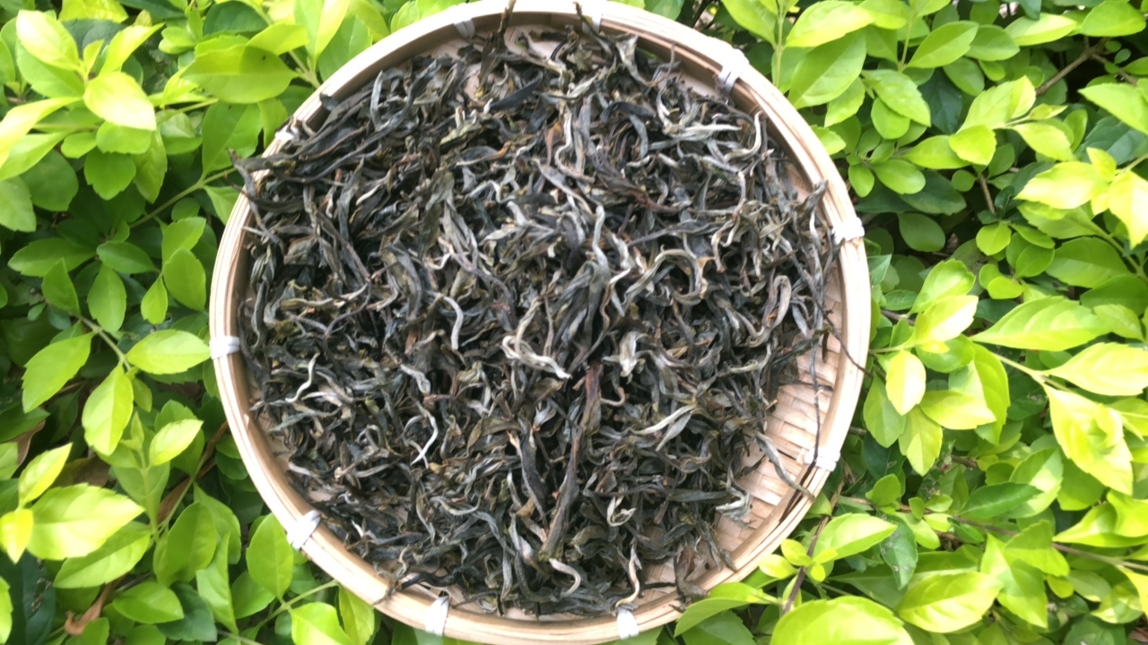 2025年冰岛糯伍明前春茶 普洱生茶