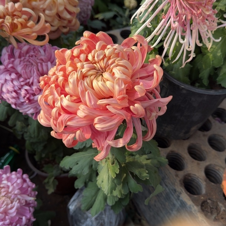 西***们完全开放彩胡夕映