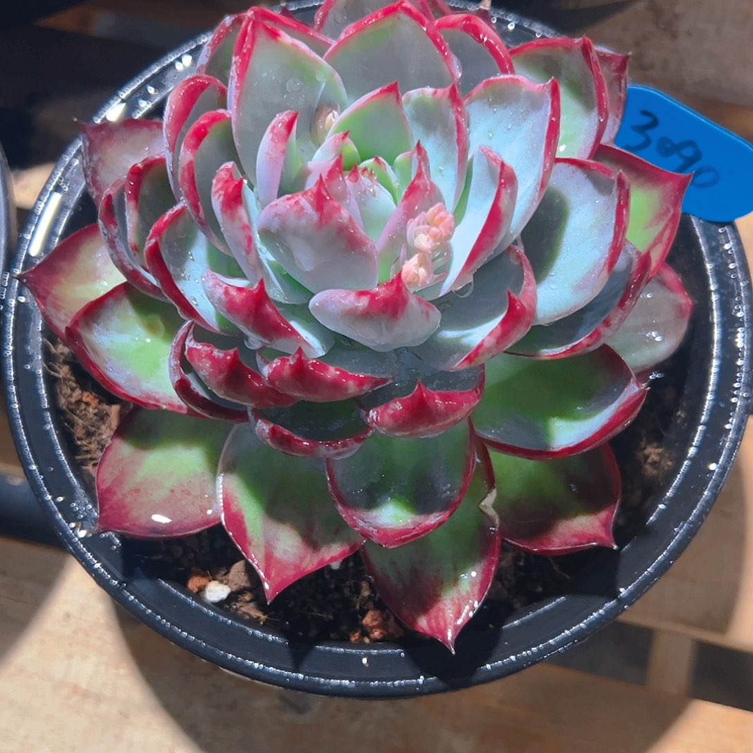 听**香惊鸿仙子一物一拍3090号