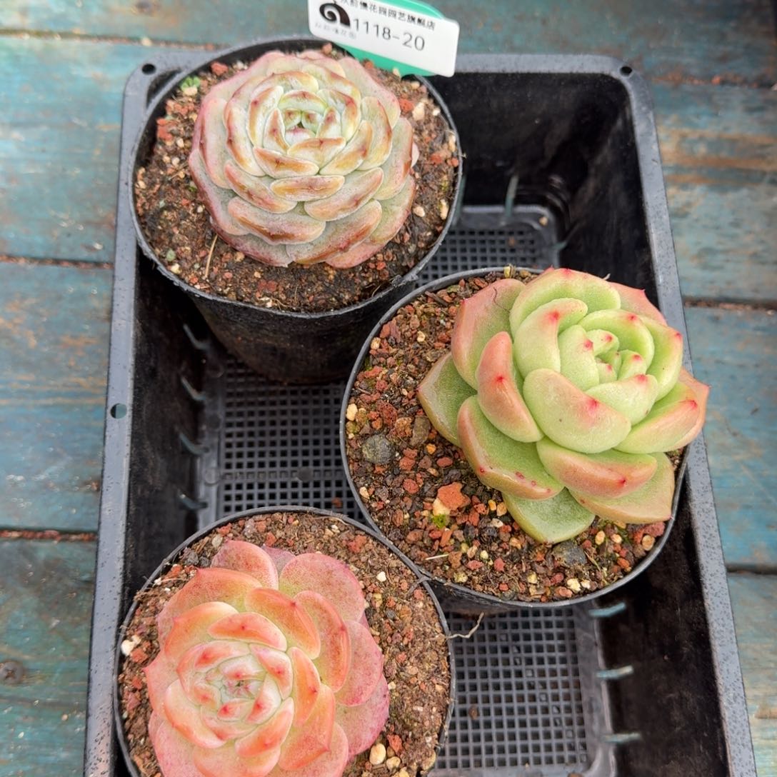 从前慢多肉编号1118-20