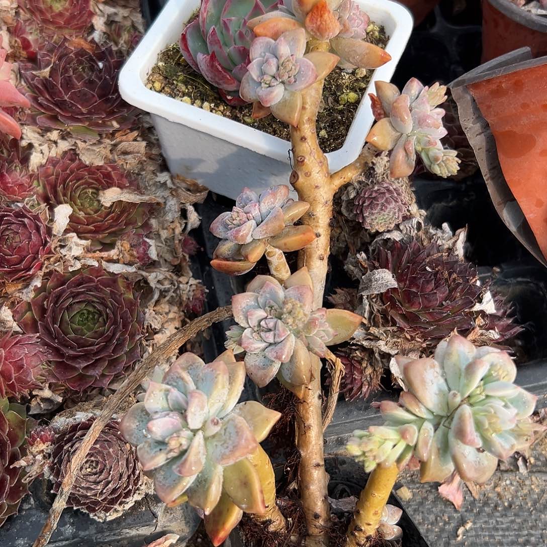 多肉植物多肉植物