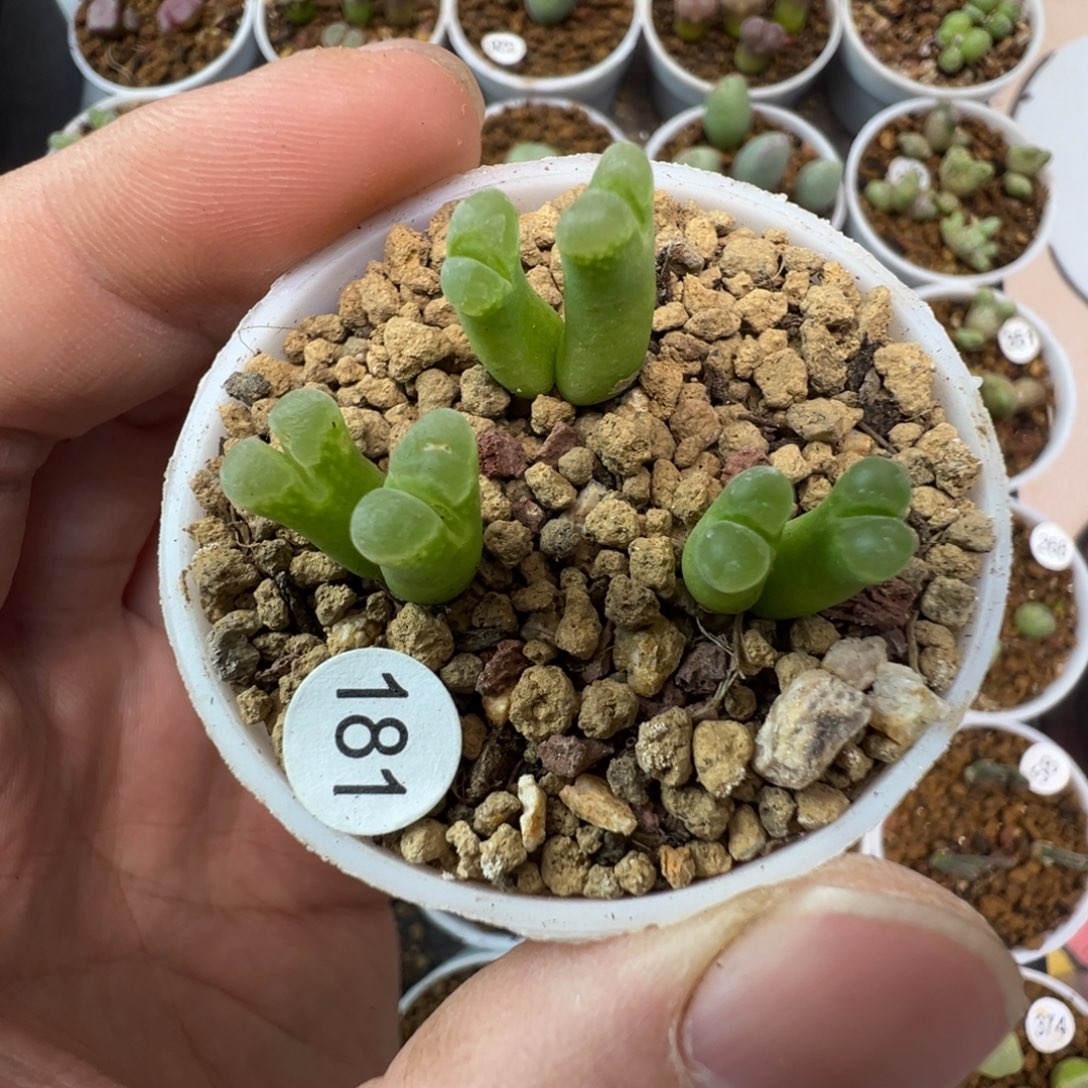 佛肚风铃一颗脱土18100000